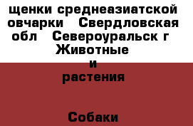 щенки среднеазиатской овчарки - Свердловская обл., Североуральск г. Животные и растения » Собаки   . Свердловская обл.,Североуральск г.